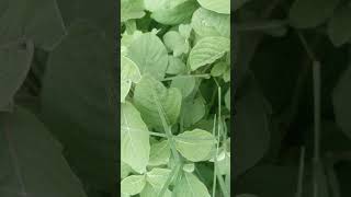 Ever Green Plants #growth #plants #flowers #green #birds #insects #grassland Ever Green Plants #growth #plants #flowers #green #birds #insects #grassland