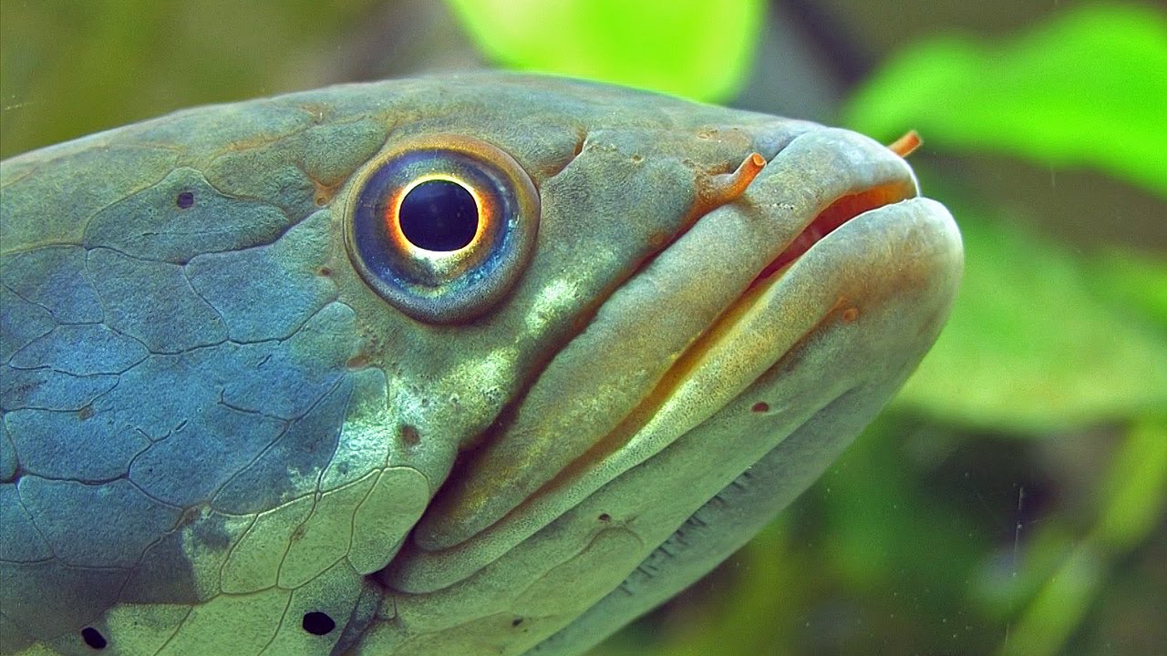 Змей Голова Рыба Фото