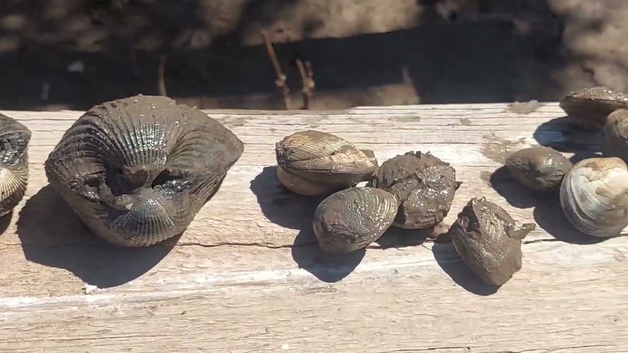 Nos fuimos de pesca y salio mucho pargo