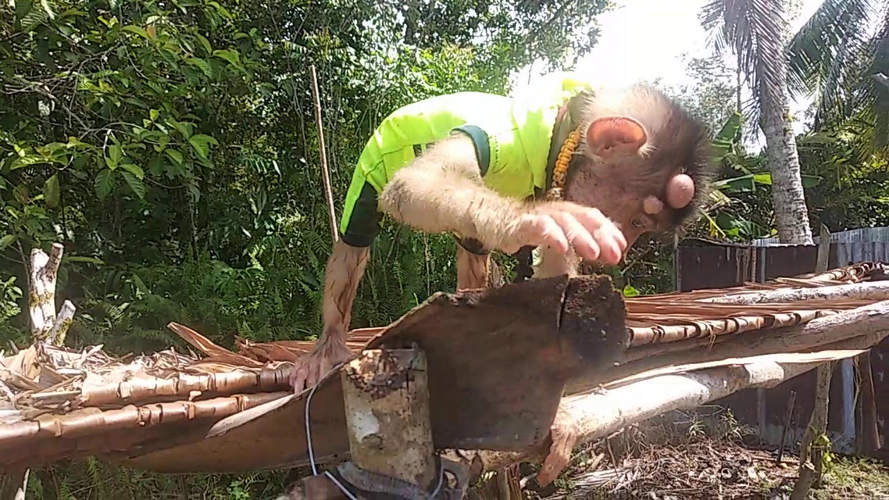 Melepaskan anak monyet ke hutan