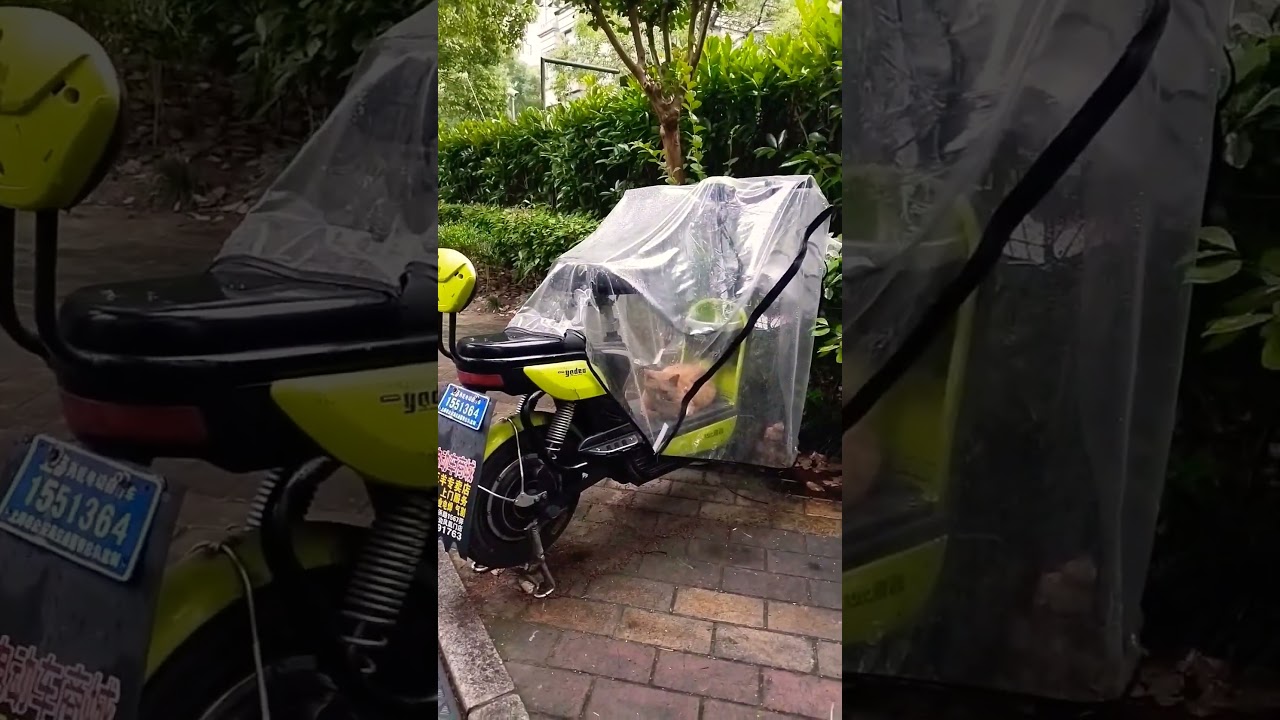 Smart Cat in the Rainy Day 