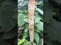 A Tetrapanax trunk tells a story #garden #tropicalplants #tetrapanax