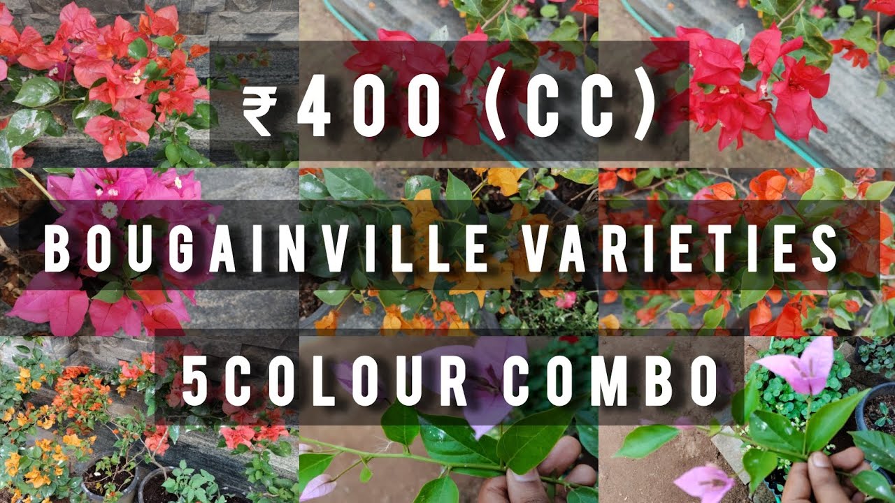 Bougainville varieties|5 colours combo | #plants #terracegardenindia #houseplants #garden #flowers