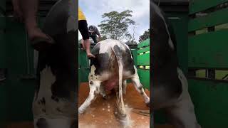 Sang Juara Sapi Raksasa Brantas