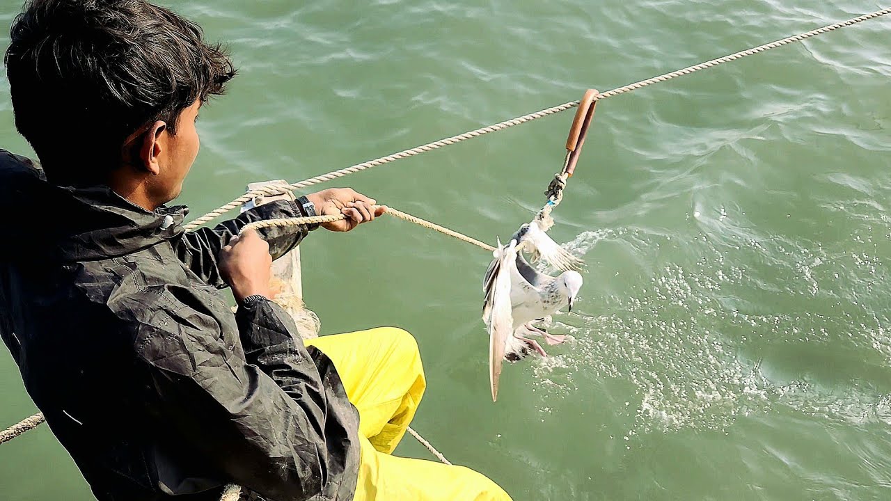 The bird was stuck in the rope which we removed safely - YouTube