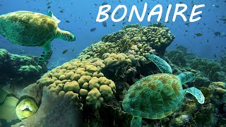 Snorkeling Bonaire! Best Spot for Snorkeling the Caribbean?