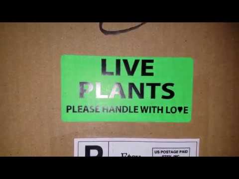 🦄Unicorn Plant Unboxing