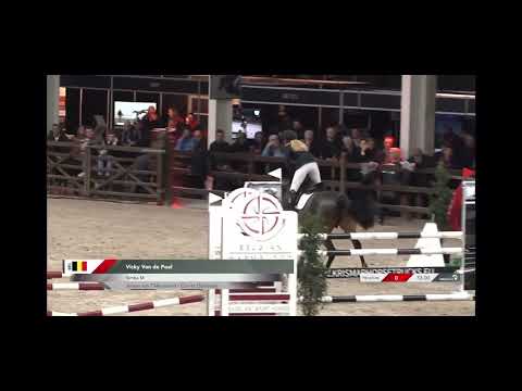 Simba M - 5yo Stallion Competition Azelhof