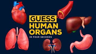 Guess The Human Organs In 4 Seconds Anatomy Challenge