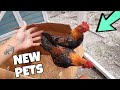 *NEW* PET ROOSTERS for the BARN!!!