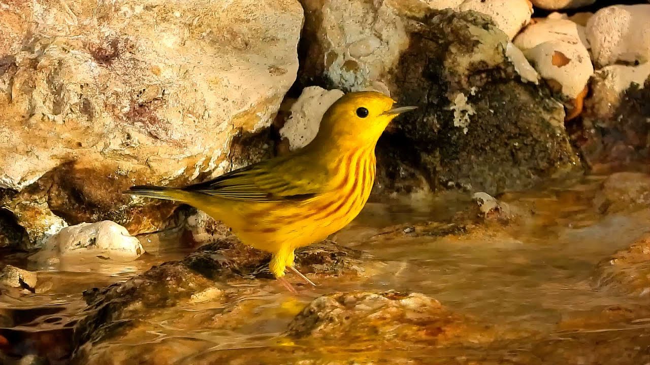 Yellow Warbler - Pat O'Neil's Video Bird ID's