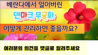 🌹일상Vlog⚘덴마크무궁화 얼었는데 어떻게 관리하면 좋을까요? - Youtube