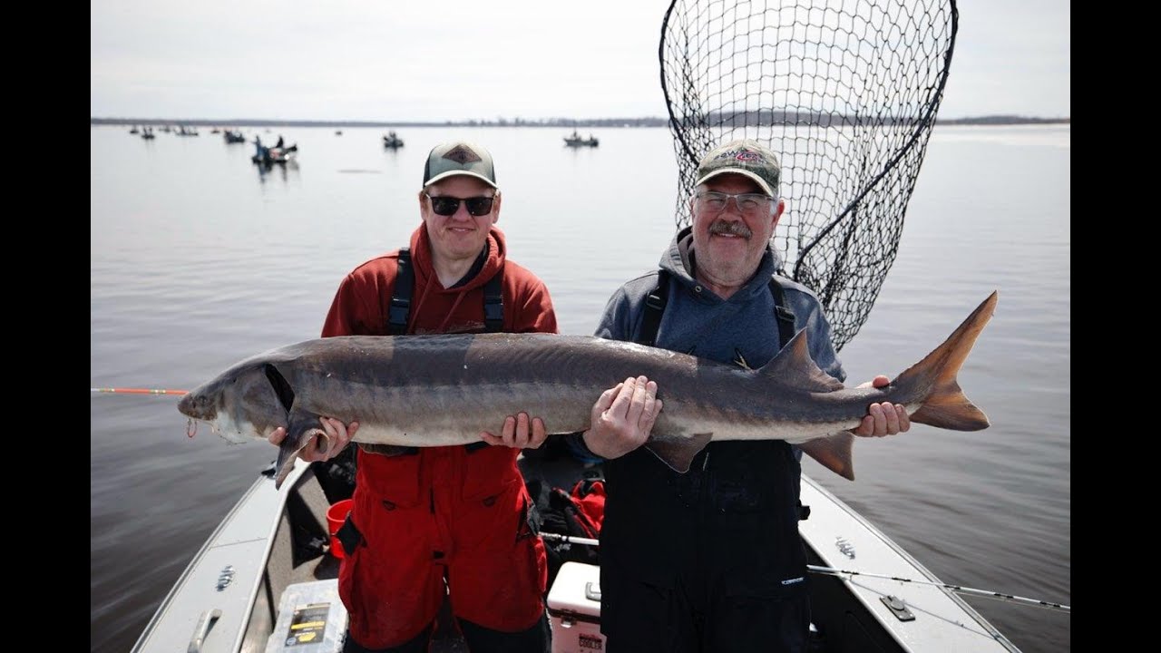 Rainy River Sturgeon 2025 68.5