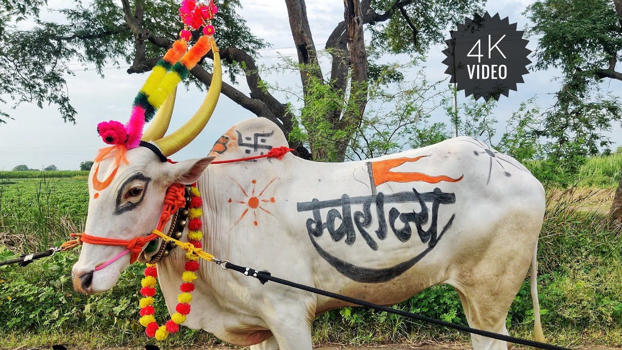 Special Bailpola HD/बळीराजाची लेकरं/बैलपोळा कोठुरे 4K Video.