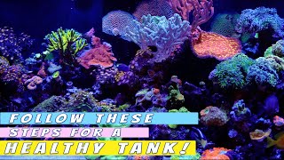 The BEST saltwater aquarium maintenance routine