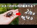 【衝撃】カブトムシ1匹を腐葉土の中に入れると・・・