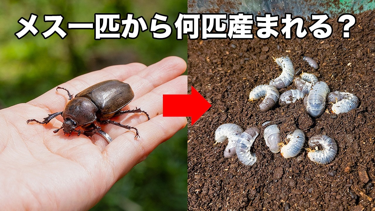 【衝撃】カブトムシ1匹を腐葉土の中に入れると・・・