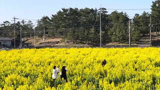 菜の花畑とJR九州筑肥線電車