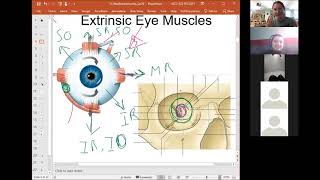 Recorded Zoom Lecture on Face Muscles (April 15)