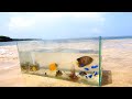 ビーチで捕まえた海水魚を入れた究極の水槽を立ち上げる！【野外で水槽】saltwater fish tank