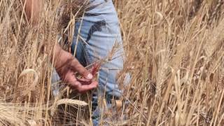 The Activity of Reconstruction  ICARDA’s new genebank in Morocco