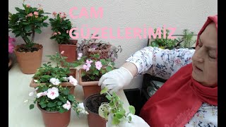 Güzeller Güzeli̇ Cam Güzelleri̇mi̇zi̇n Tohumundan Doğuşu İle Yeti̇şki̇n Hale Geli̇şi̇ni̇n Hayat Hi̇kayesi̇.