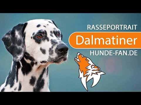 ► Dalmatiner [2020] Rasse, Aussehen &amp; Charakter