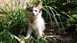 CAT CUTE - BILLI KARTI CAT - kitten cats funny - moments cats - Animal Funny #6 by ANIMALS 22 415 views 3 weeks ago 3 minutes, 6 seconds