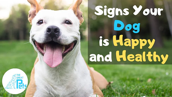 13 Signs Your Dog is VERY Happy and Healthy - DayDayNews
