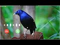 Ringtone original bird Asian koel morning alarm ringtone koyal voice - avaj DGB DIGITAL OFFICIAL