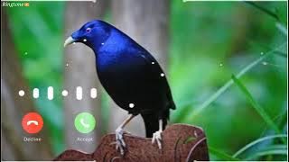 Ringtone original bird Asian koel morning alarm ringtone koyal voice - avaj DGB DIGITAL OFFICIAL