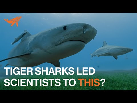 Tiger Sharks Lead to Discovery of the World’s Largest Seagrass Ecosystem