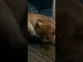 Falling Asleep Falling Asleep