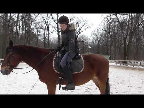 Видео: Как заставить упрямую или ленивую лошадь идти вперед