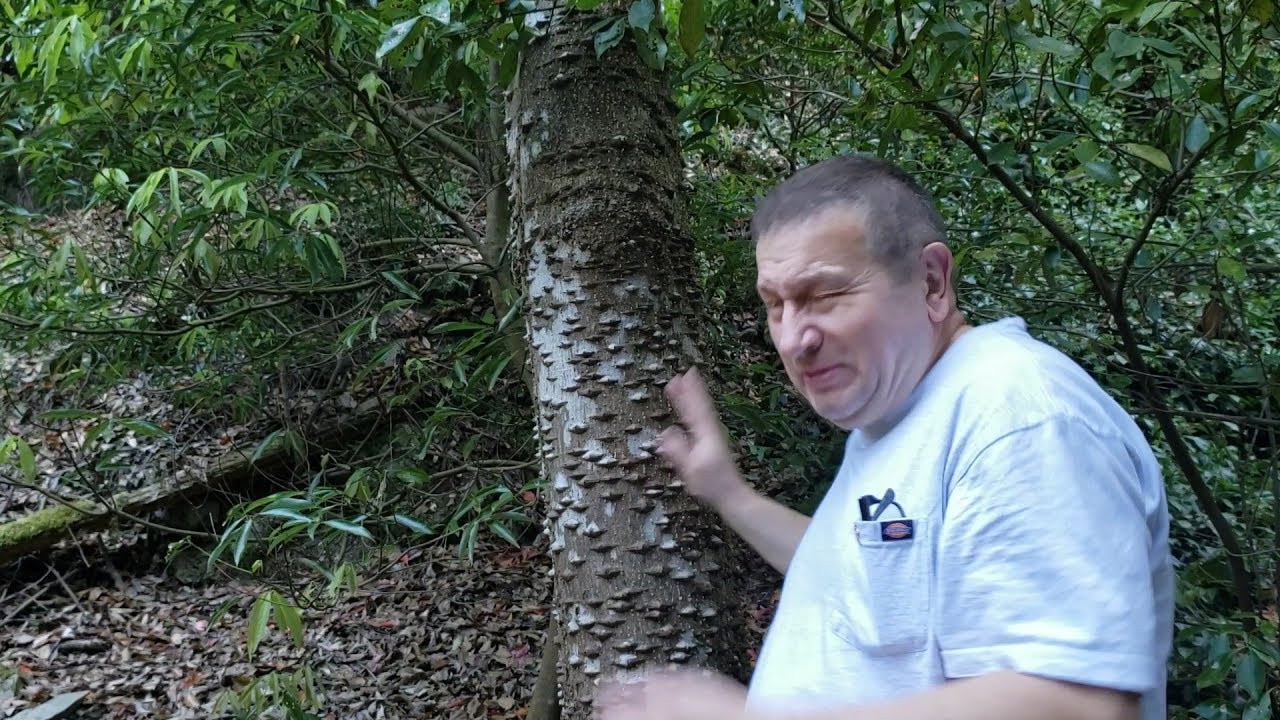 Zanthoxylum ailanthoides, prickly ash, or pepper tree