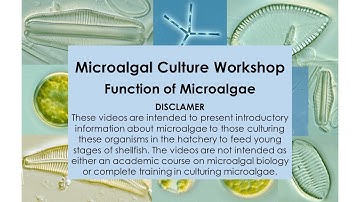 4 Microalgal Culture Workshop Function of Microalgae