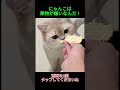にゃんこは果物が嫌いなんだ