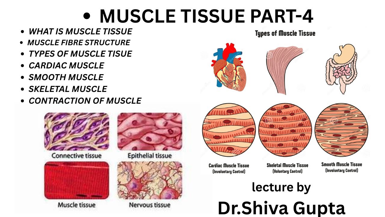 MUSCLE TISSUE PART 4/types of muscle/structure of muscle/contraction of muscle