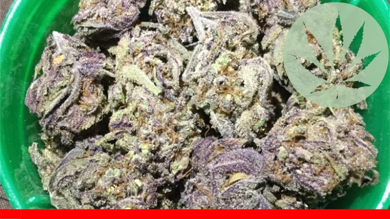 Purple Jack - All About This Strain