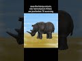 Rhino Drawing Digital Arts Facts And Motivations Dmvid17 Shorts 