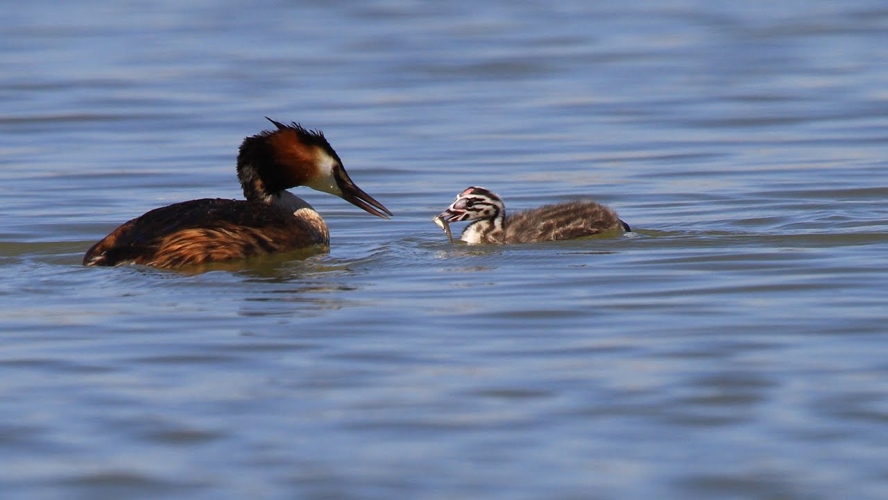 BAHRİLERİN BESLENMESİ
