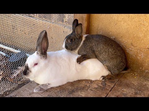 ¿Cómo se reproducen los conejos? Apareamiento de conejos.monta de conejo.La Reproducción de conejos