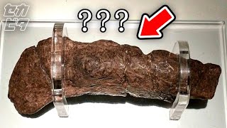 近年、ついに解明された衝撃的発見１０選