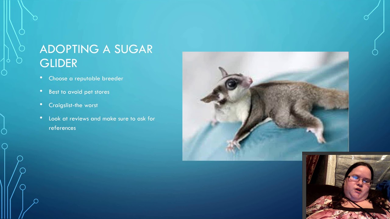 craigslist sugar gliders craigslist