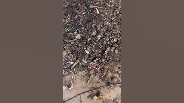 Compost for Farms #composting #compost #compostwithvapra #waste #plants #mangofarm