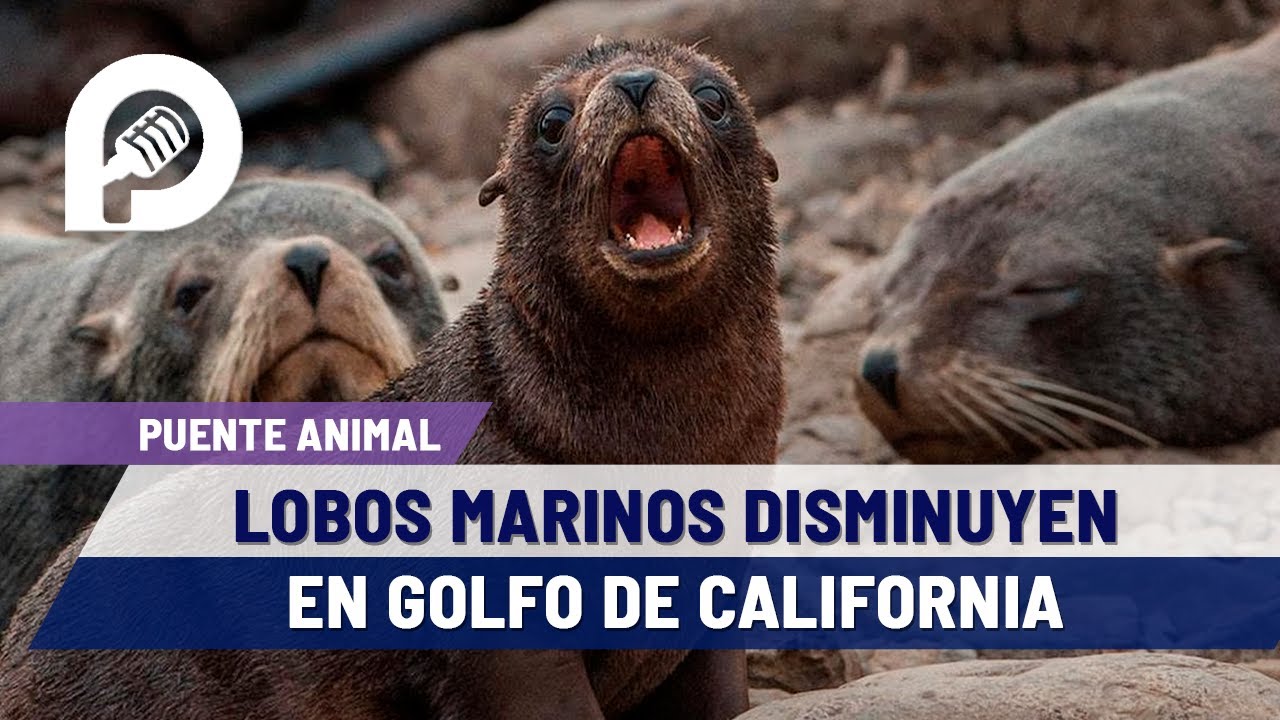 Población de lobos marinos disminuye en el Golfo de California: Elsa ...