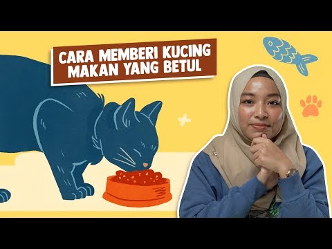 Cara Memberi Kucing Makan yang Betul