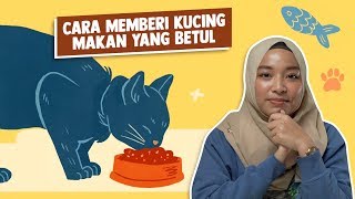 Cara Memberi Kucing Makan yang Betul