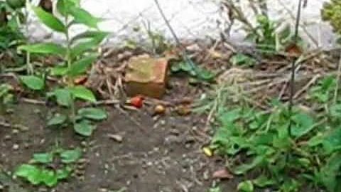 Angela Brunson 's garden (pt.2)