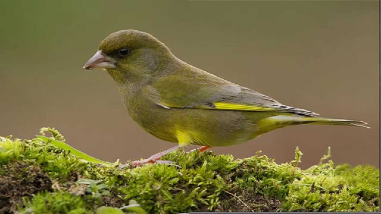 CD CANTO DEL VERDERÓN (carduelis chloris)